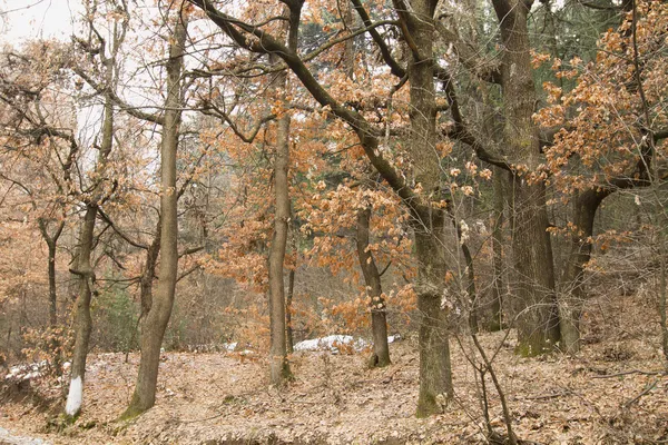 Bäume im Wald — Stockfoto
