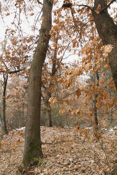 Trees in a forest — Stock Photo, Image