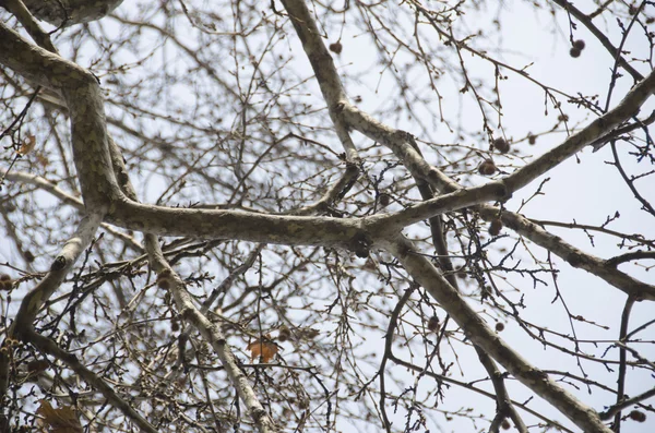 Droge takken van een boom — Stockfoto