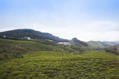 Tea cultivation in the valley clipart