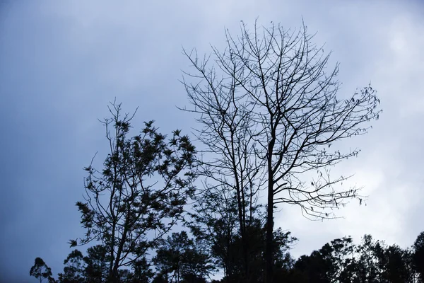 树木在阴云密布的天空下 — 图库照片