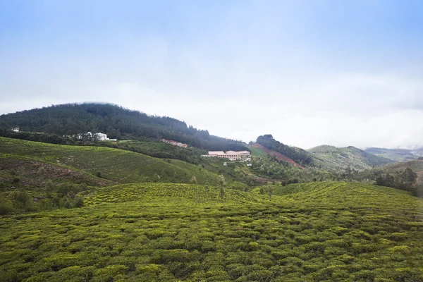 Tea cultivation in the valley — Stock Photo, Image