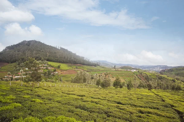 茶叶种植在谷 — 图库照片
