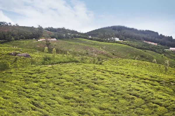 Tea cultivation in the valley — Stock Photo, Image