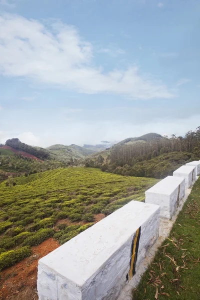 Pěstování čaje v údolí — Stock fotografie
