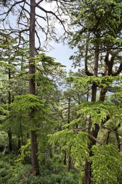 bir ormandaki shimla