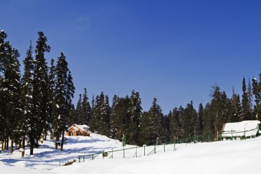 ağaçlar bir kar kaplı tepede, Keşmir