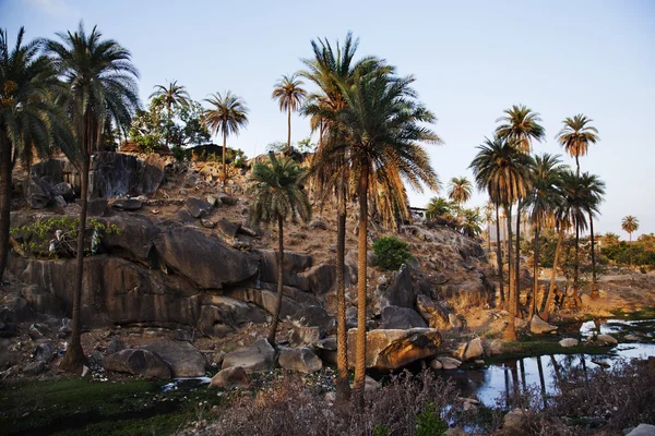 Palm trees with rock formations at Guru Shikhar — Stock Photo, Image