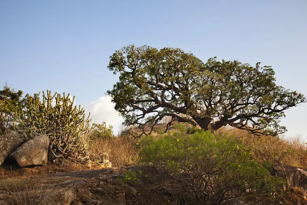 Bomen op guru shikhar, arbuda bergen — Stockfoto