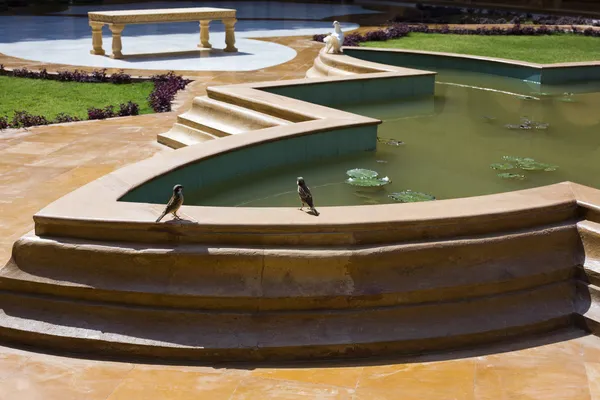 Pássaros empoleirados no lado do lago — Fotografia de Stock