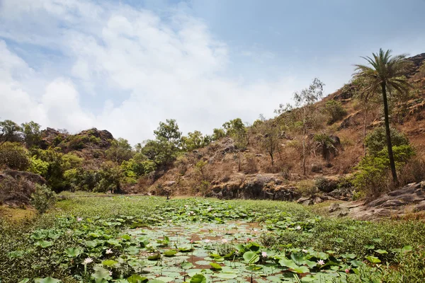 Waterlelies in een vijver, mount abu — Stockfoto