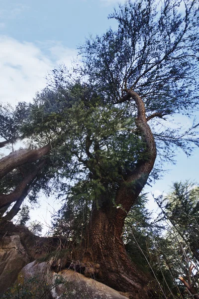 树在森林里，孟买 — 图库照片