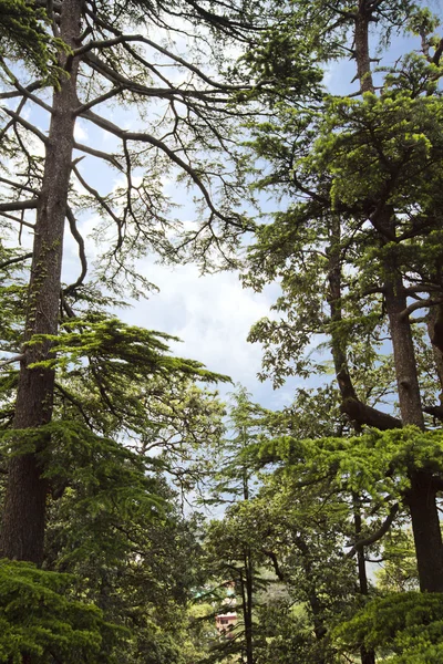 Alberi in una foresta, Shimla — Foto Stock