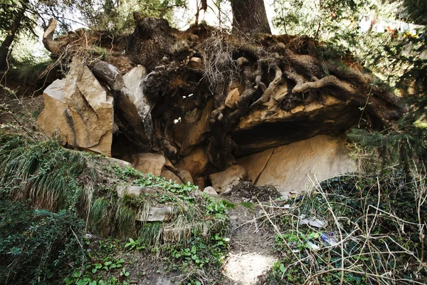 Wortels van een boom, manali — Stockfoto