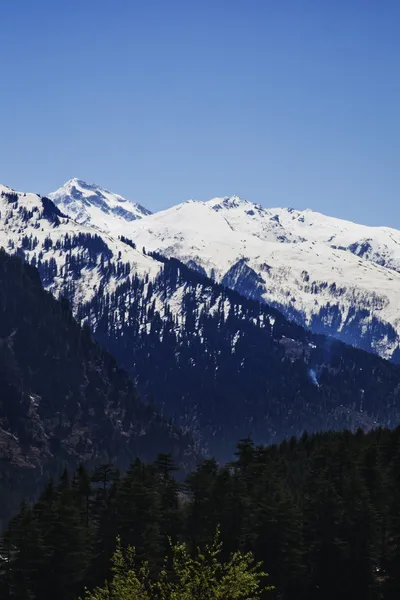 Bosque con montañas cubiertas de nieve —  Fotos de Stock