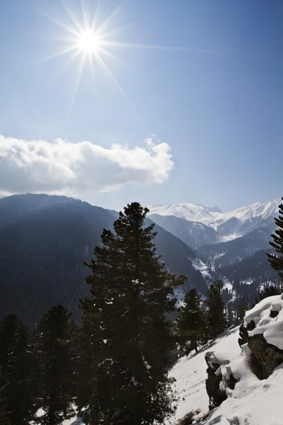 Bomen op een besneeuwde berg — Stockfoto