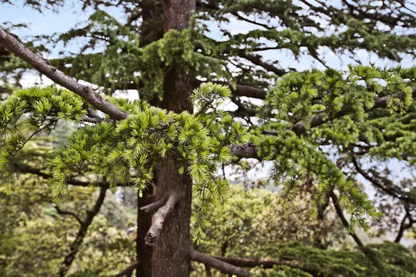 Träd i en skog, shimla — Stockfoto