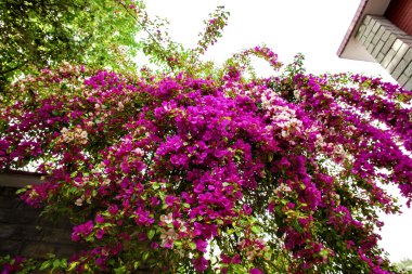 Bougainvillea çiçek
