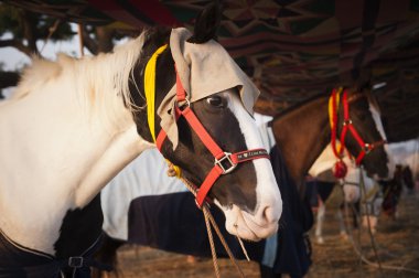 pushkar deve adil atları