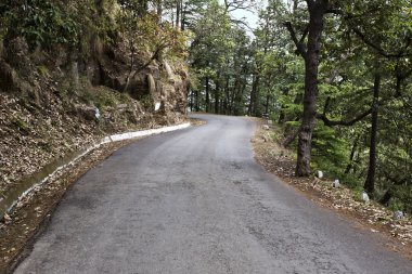 Ormandan geçen bir yol.