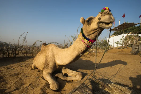 Camel sitting on sand — Stock Photo, Image