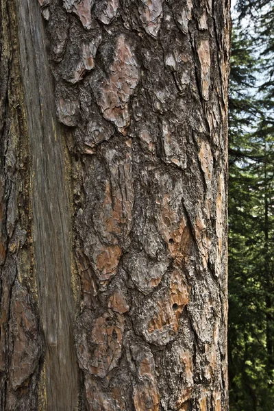Bark of a tree, Shimla — Stock Photo, Image