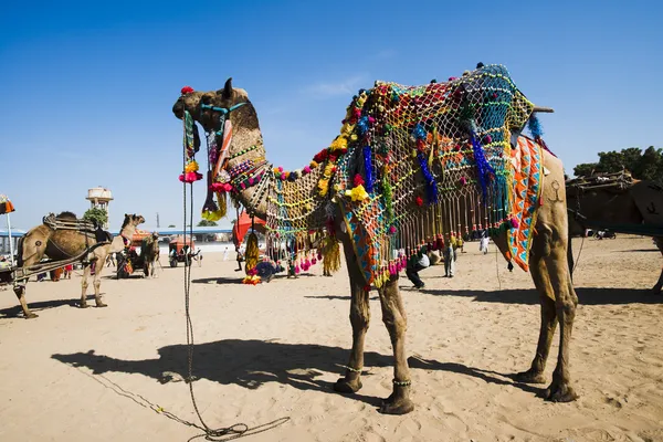 Decorated camel — Stock Photo, Image