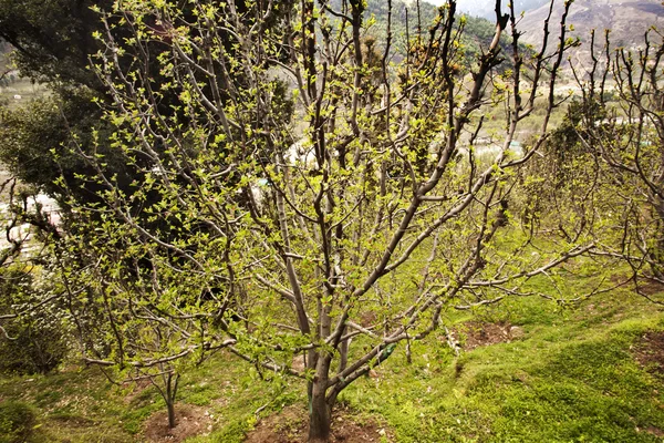 Ramos de uma árvore, Manali — Fotografia de Stock