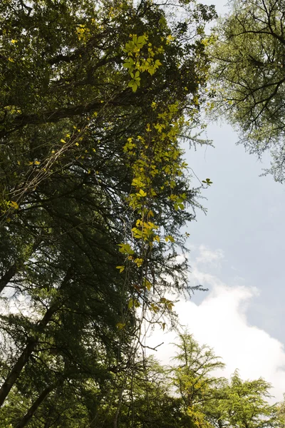 Vue à angle bas des arbres — Photo