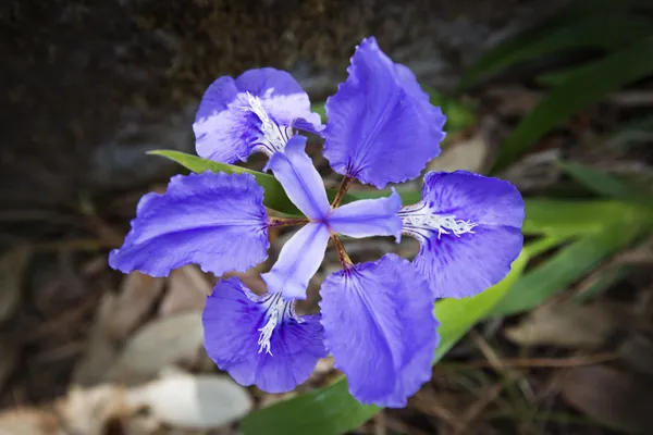 Flower growing on a plant — Stock Photo, Image