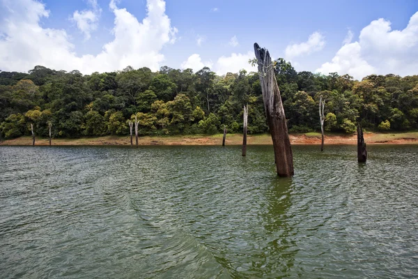 Alberi morti in un lago — Foto Stock