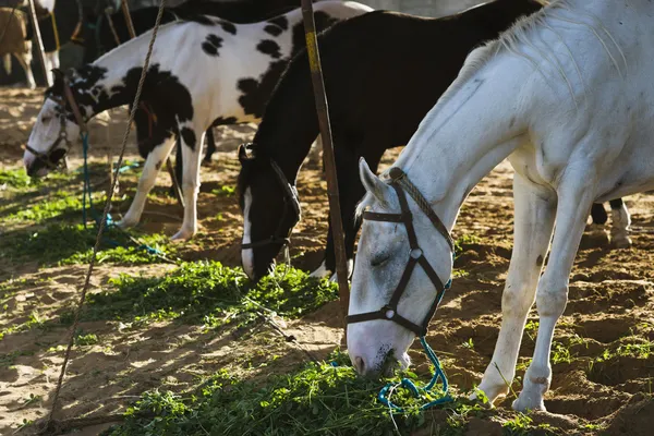 Кормление лошадей на ярмарке верблюдов в Пушкаре — стоковое фото