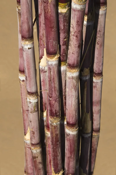 Bundle of sugar canes — Stock Photo, Image