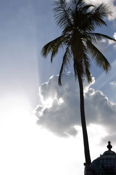 Temple under a palm tree, Kapaleeshwarar Temple — Stock Photo, Image