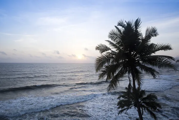 Palmuja rannalla — kuvapankkivalokuva