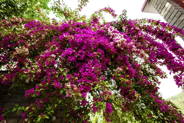 Bougainvillea virágok — Stock Fotó