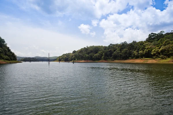 Árvores em uma floresta à beira do lago — Fotografia de Stock