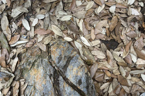 乾いた落ち葉 — ストック写真