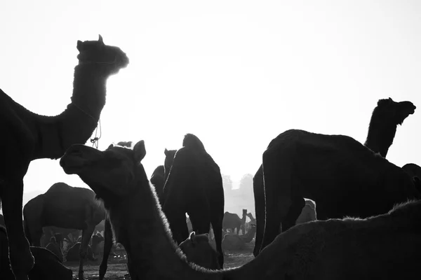 Cammelli alla fiera dei cammelli di Pushkar — Foto Stock