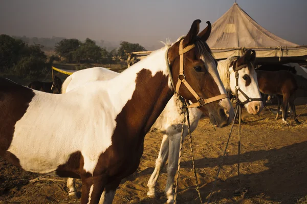 Cavalli alla Fiera del Cammello di Pushkar — Foto Stock