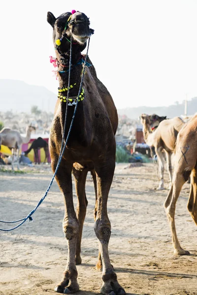 骆驼在普虚卡骆驼公平 — 图库照片