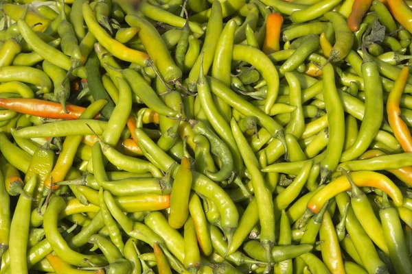 Tas de piments verts — Photo