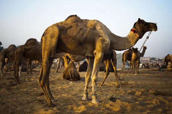 Верблюды на ярмарке верблюдов в Пушкаре — стоковое фото