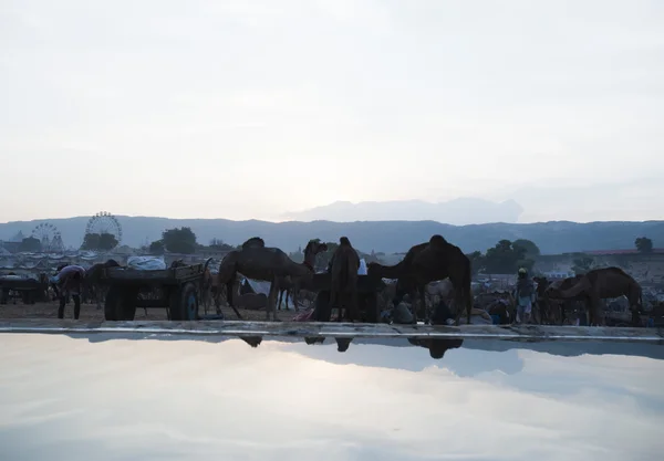 Сцена на ярмарке верблюдов в Пушкарь рано утром — стоковое фото