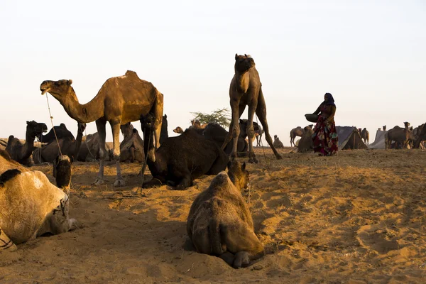 Cammelli alla fiera dei cammelli di Pushkar — Foto Stock