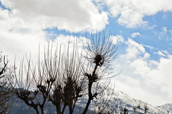 Arbres avec chaîne de montagnes — Photo