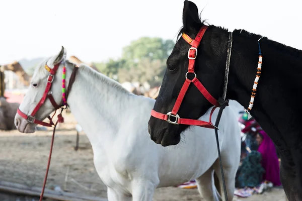 Koně v pushkar velbloudí veletrh — Stock fotografie