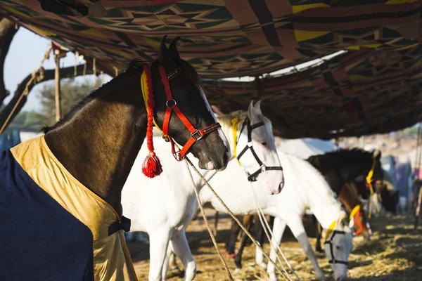 Koně v pushkar velbloudí veletrh — Stock fotografie