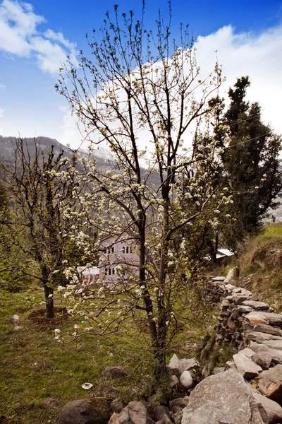 Bomen in een forest, manali — Stockfoto