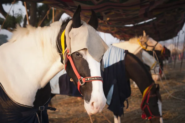 Koně v pushkar velbloudí veletrh — Stock fotografie